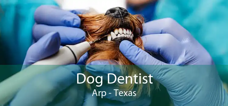 Dog Dentist Arp - Texas