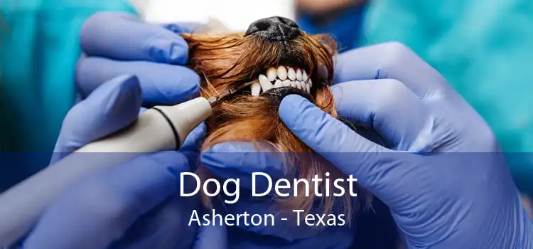 Dog Dentist Asherton - Texas