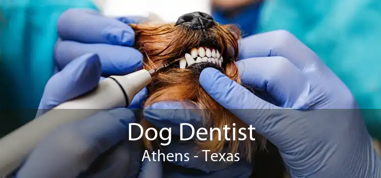 Dog Dentist Athens - Texas