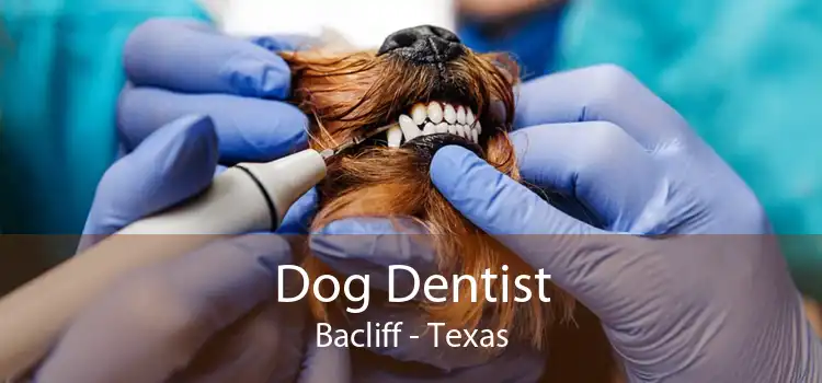 Dog Dentist Bacliff - Texas