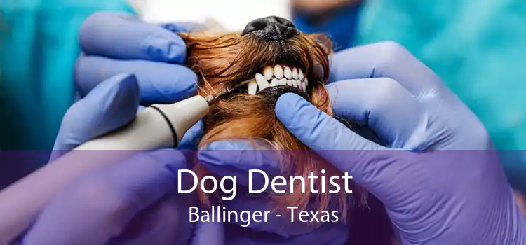 Dog Dentist Ballinger - Texas