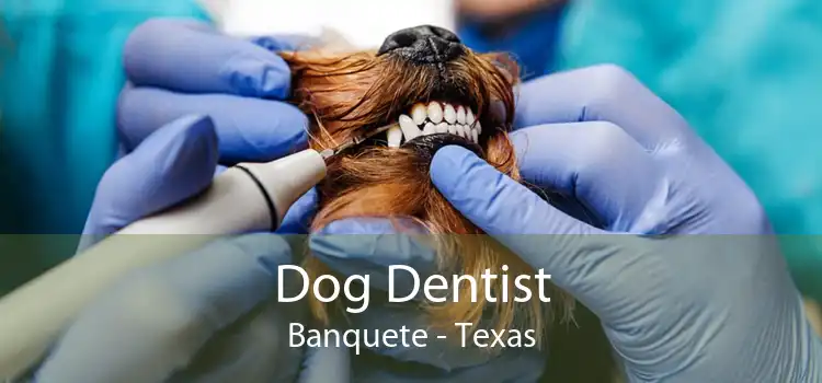 Dog Dentist Banquete - Texas