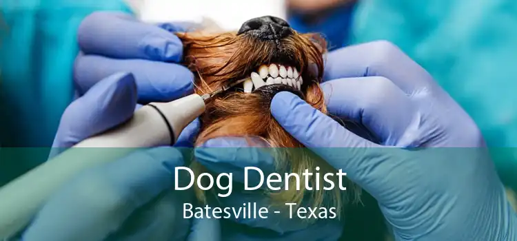 Dog Dentist Batesville - Texas