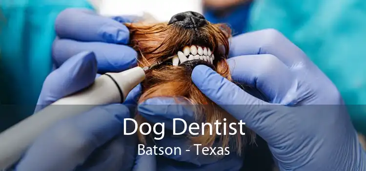 Dog Dentist Batson - Texas