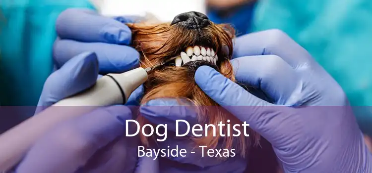 Dog Dentist Bayside - Texas