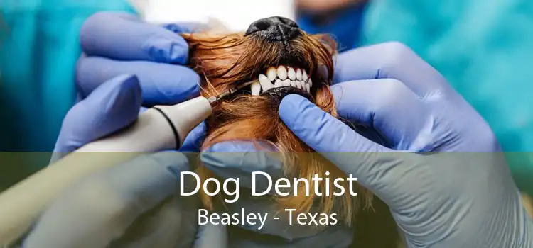 Dog Dentist Beasley - Texas