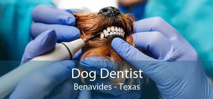 Dog Dentist Benavides - Texas