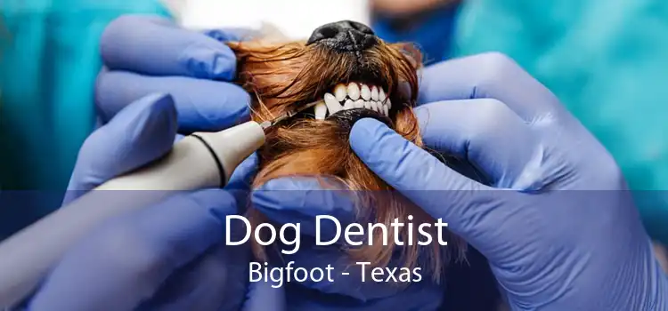 Dog Dentist Bigfoot - Texas