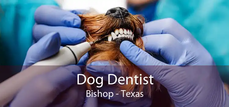 Dog Dentist Bishop - Texas