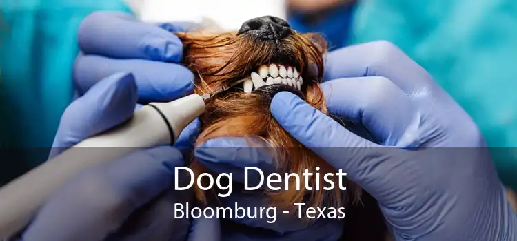 Dog Dentist Bloomburg - Texas