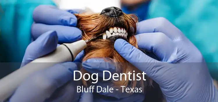 Dog Dentist Bluff Dale - Texas