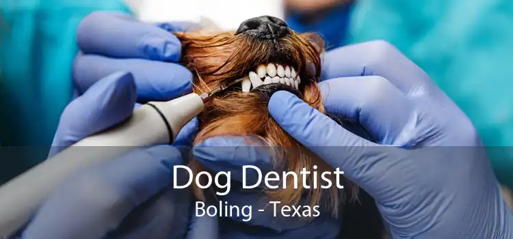 Dog Dentist Boling - Texas