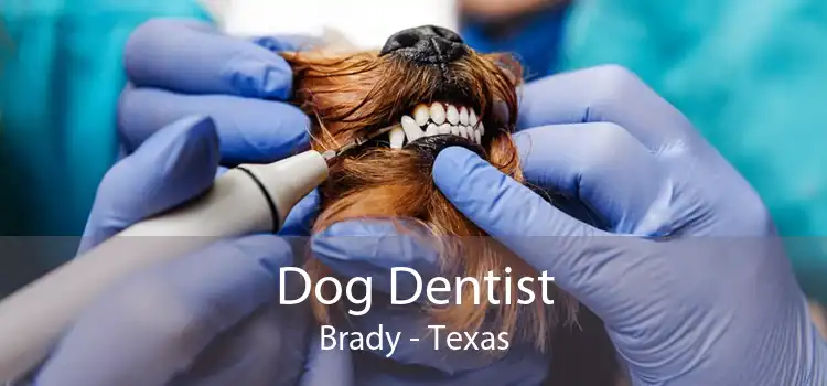 Dog Dentist Brady - Texas