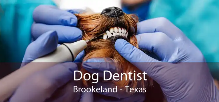 Dog Dentist Brookeland - Texas