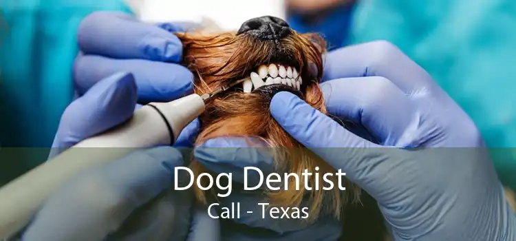 Dog Dentist Call - Texas