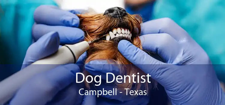 Dog Dentist Campbell - Texas