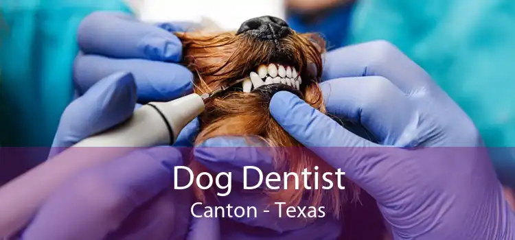 Dog Dentist Canton - Texas