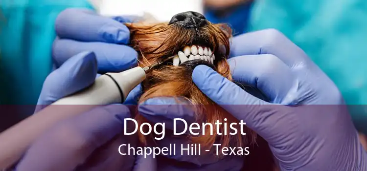 Dog Dentist Chappell Hill - Texas