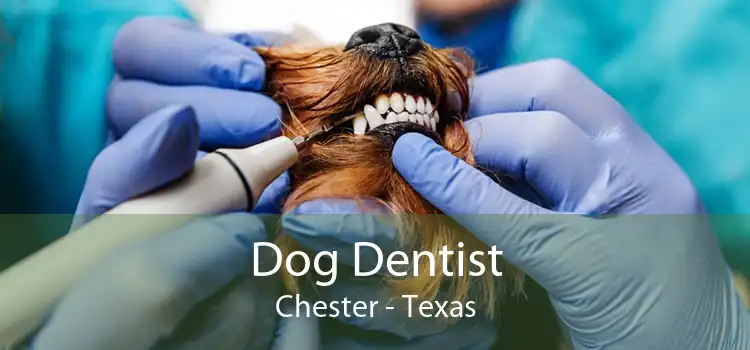 Dog Dentist Chester - Texas