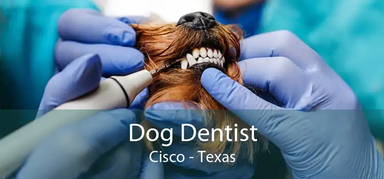 Dog Dentist Cisco - Texas