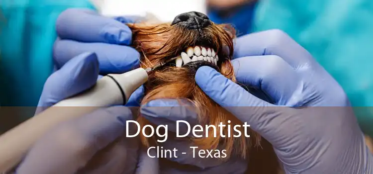 Dog Dentist Clint - Texas