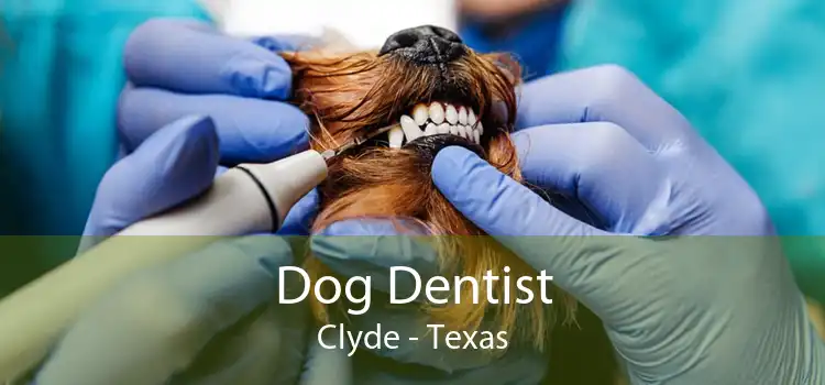 Dog Dentist Clyde - Texas