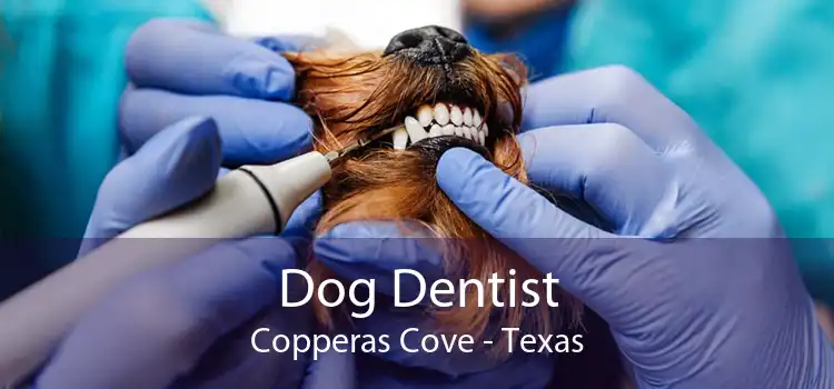 Dog Dentist Copperas Cove - Texas