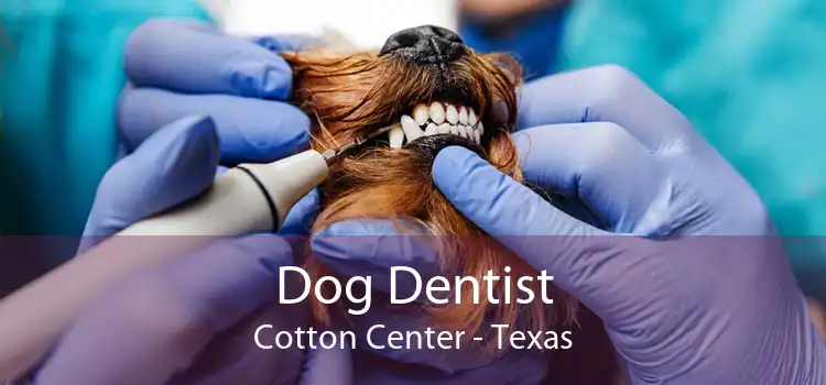 Dog Dentist Cotton Center - Texas