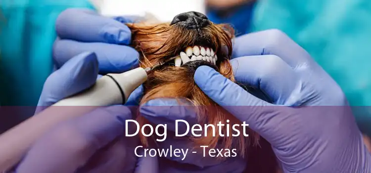 Dog Dentist Crowley - Texas