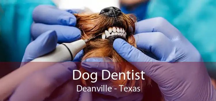 Dog Dentist Deanville - Texas