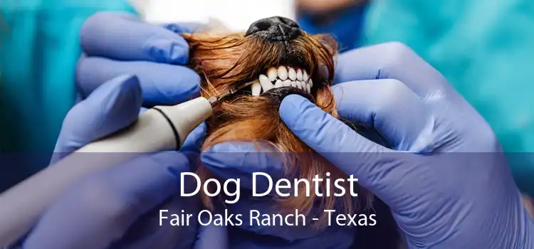 Dog Dentist Fair Oaks Ranch - Texas