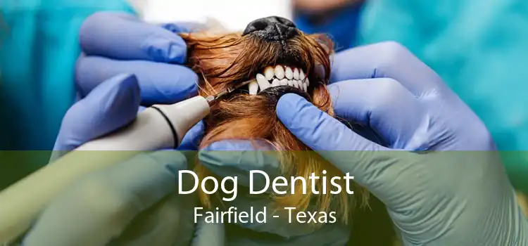 Dog Dentist Fairfield - Texas