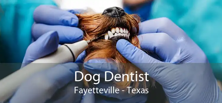 Dog Dentist Fayetteville - Texas