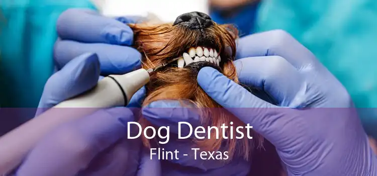 Dog Dentist Flint - Texas