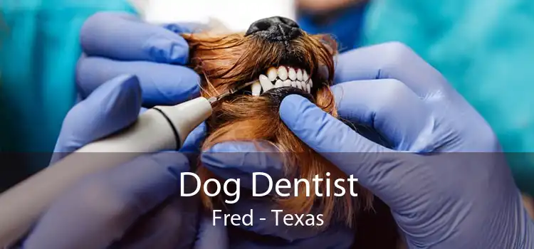 Dog Dentist Fred - Texas