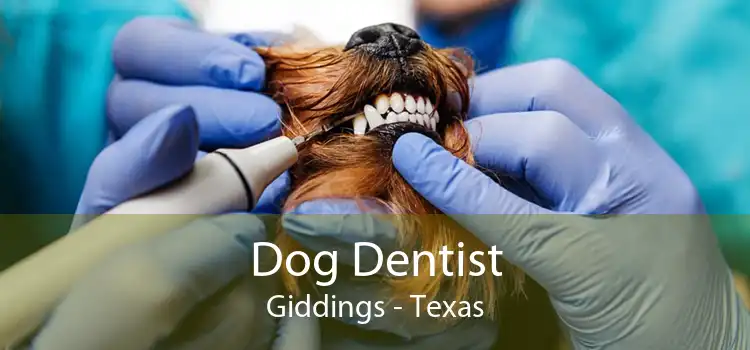 Dog Dentist Giddings - Texas