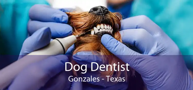 Dog Dentist Gonzales - Texas