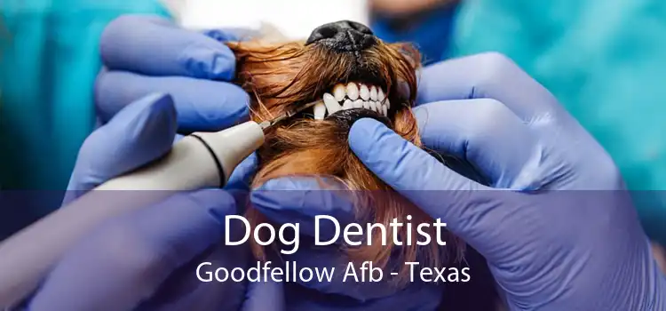 Dog Dentist Goodfellow Afb - Texas