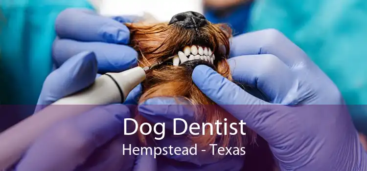 Dog Dentist Hempstead - Texas