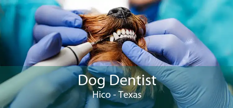 Dog Dentist Hico - Texas