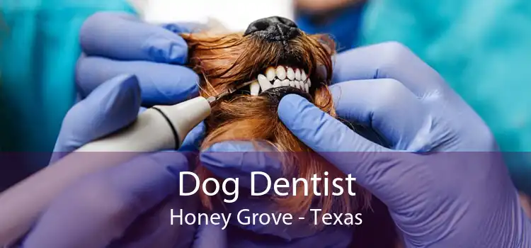 Dog Dentist Honey Grove - Texas