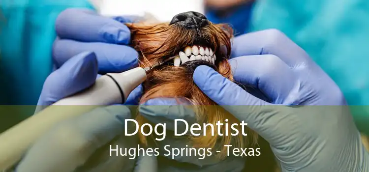 Dog Dentist Hughes Springs - Texas