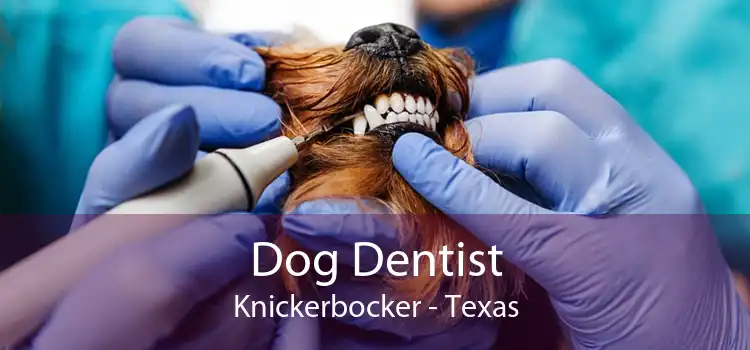 Dog Dentist Knickerbocker - Texas