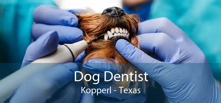 Dog Dentist Kopperl - Texas