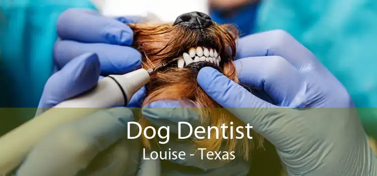 Dog Dentist Louise - Texas