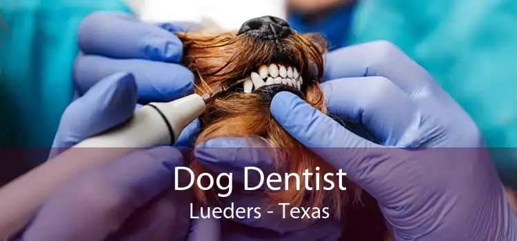 Dog Dentist Lueders - Texas