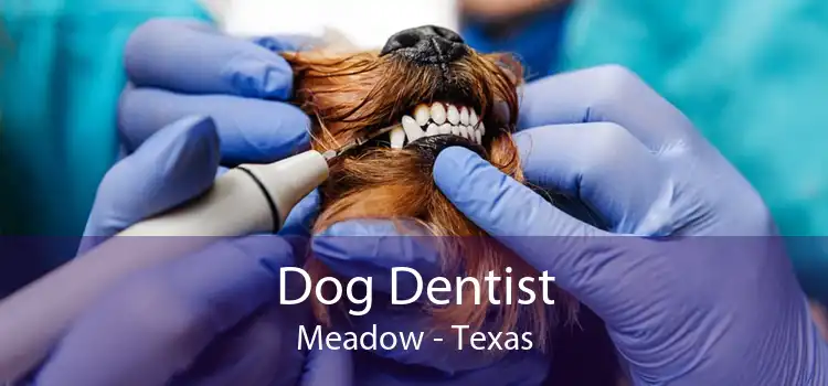 Dog Dentist Meadow - Texas