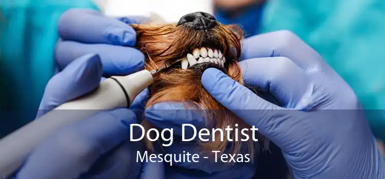 Dog Dentist Mesquite - Texas