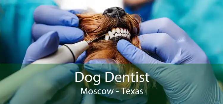 Dog Dentist Moscow - Texas