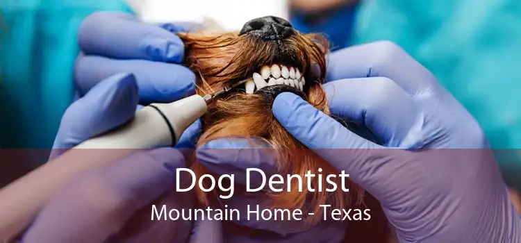 Dog Dentist Mountain Home - Texas